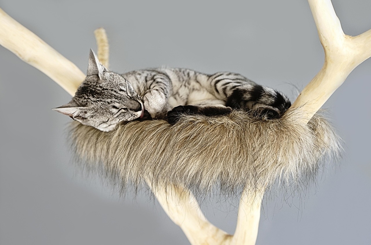 Cat Furniture: Trees, Perches, and Scratching Posts