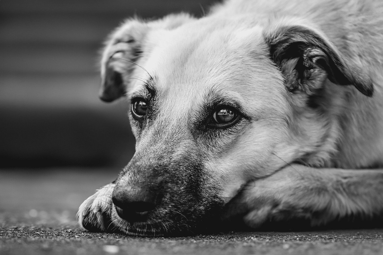 Dog hiding under blanket during thunderstorm with owner's reassuring comfort